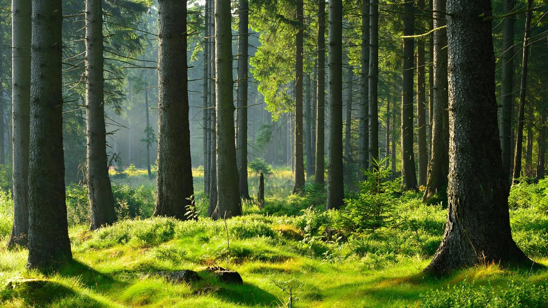 Bois du Jura, matériaux biosourcés & énergies propres : la philosophie verte de Roch Constructeur Bois 