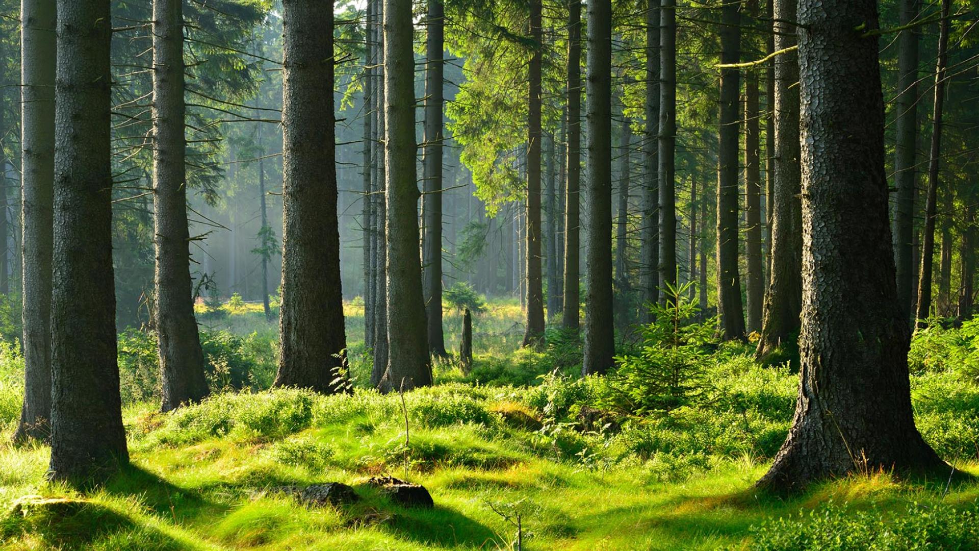 Bois du Jura, matériaux biosourcés & énergies propres : la philosophie verte de Roch Constructeur Bois